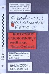 Etiketten zu Cardiophorus ressli (Platia & Gudenzi, 2000) (NHMW-ZOO-COL-0007122)